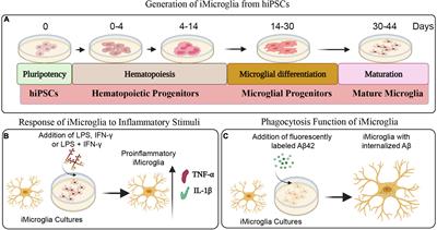 Proficiency of Extracellular Vesicles From hiPSC-Derived Neural Stem Cells in Modulating Proinflammatory Human Microglia: Role of Pentraxin-3 and miRNA-21-5p